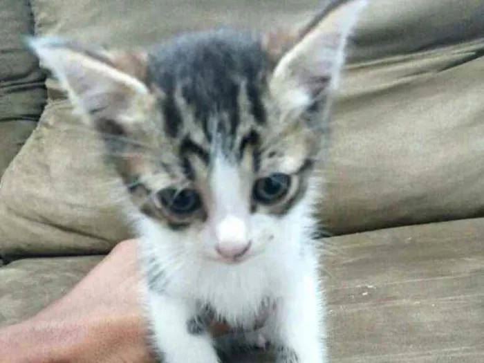 Gato raça  idade Abaixo de 2 meses nome Filhotes Cláudia 
