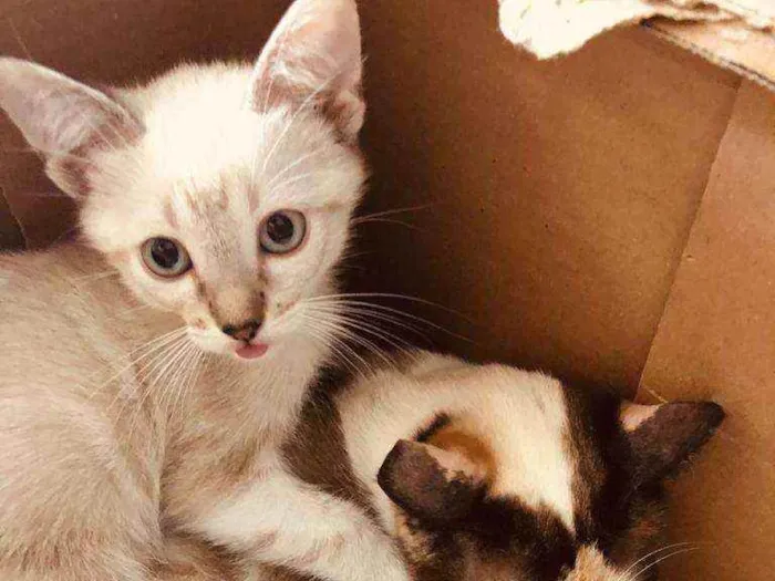 Gato raça  idade Abaixo de 2 meses nome Filhotes Cláudia 