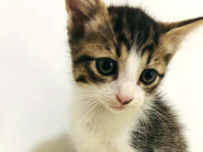 Gato raça  idade Abaixo de 2 meses nome Filhotes Cláudia 