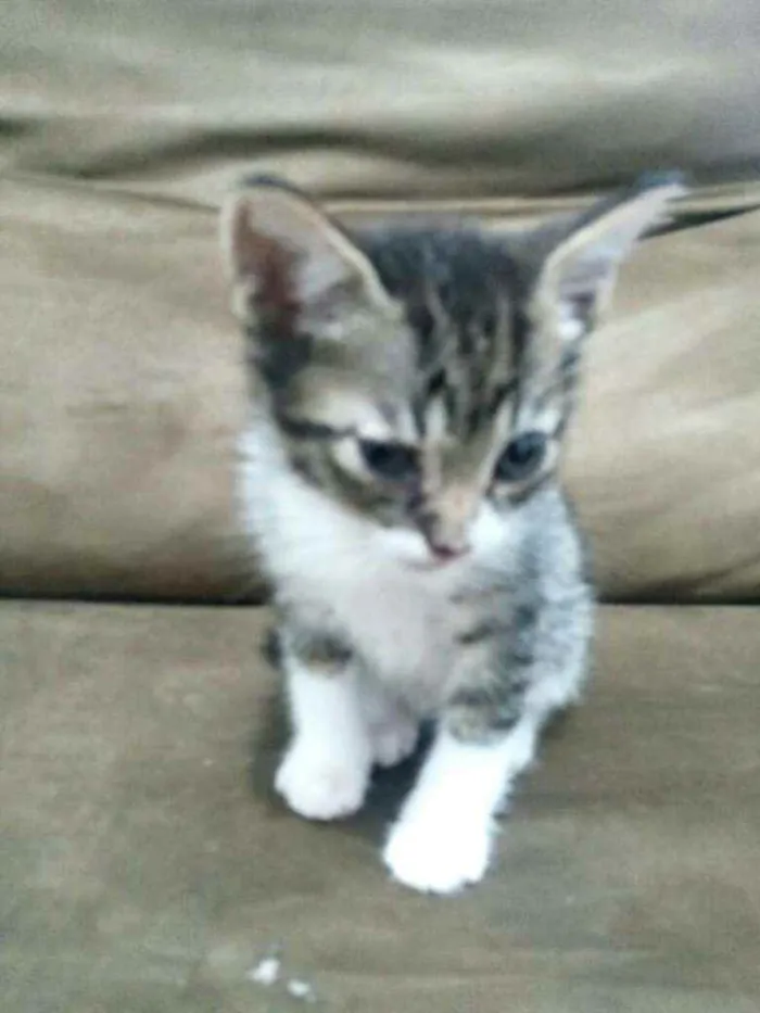 Gato raça  idade Abaixo de 2 meses nome Filhotes Cláudia 