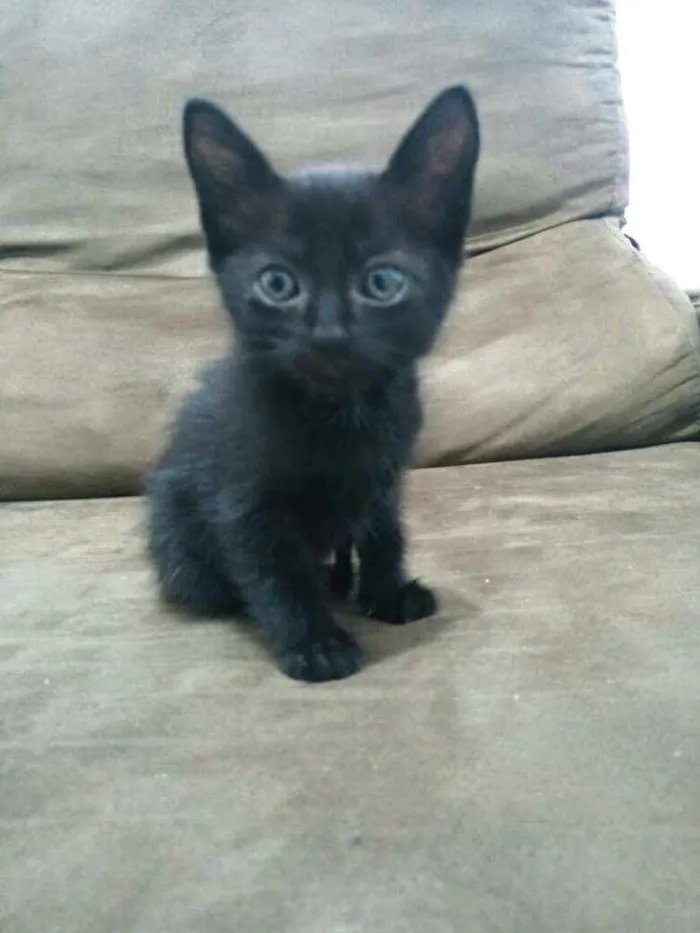 Gato raça  idade Abaixo de 2 meses nome Filhotes Cláudia 