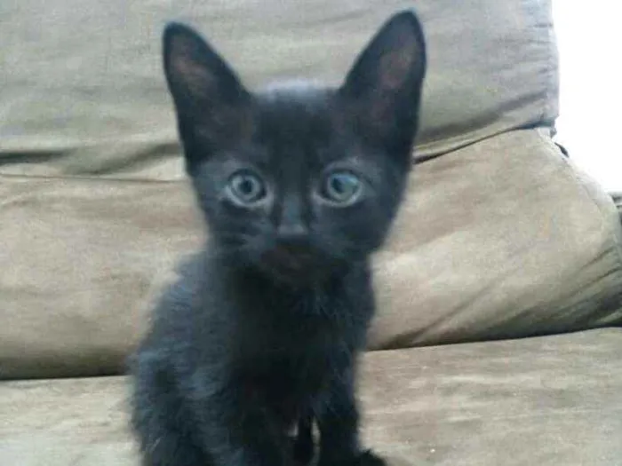 Gato raça  idade Abaixo de 2 meses nome Filhotes Cláudia 