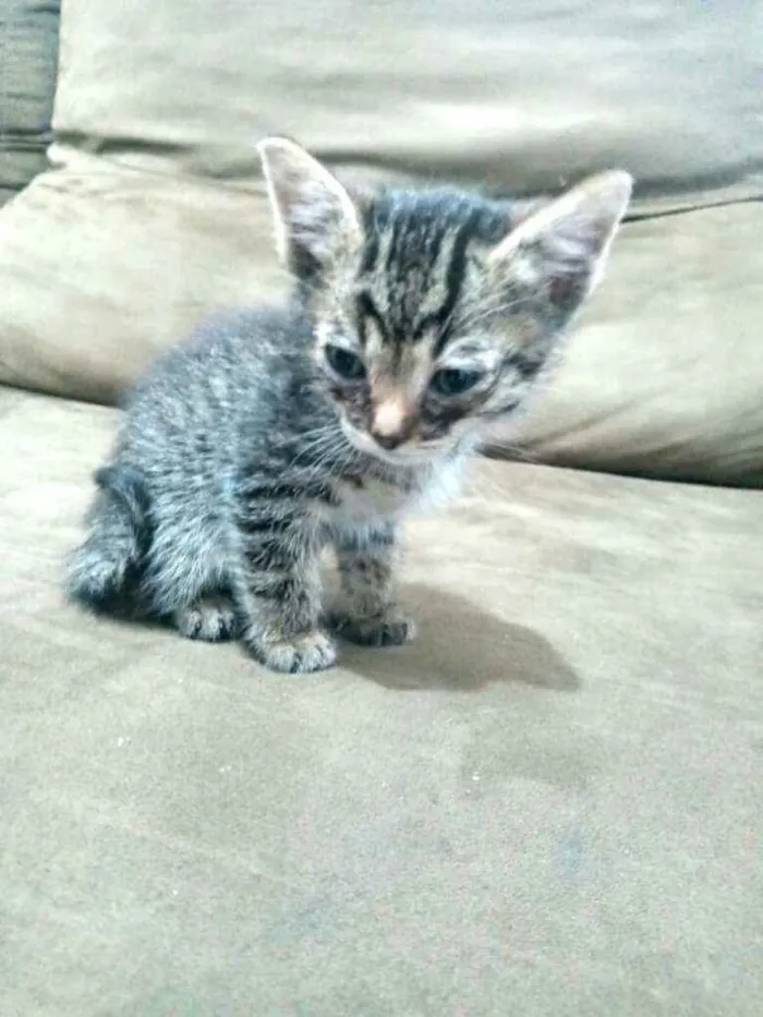 Gato raça  idade Abaixo de 2 meses nome Filhotes Cláudia 