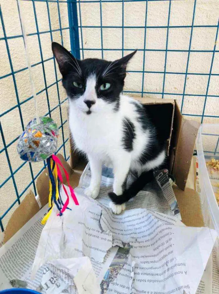 Gato raça  idade Abaixo de 2 meses nome Filhotes Cláudia 