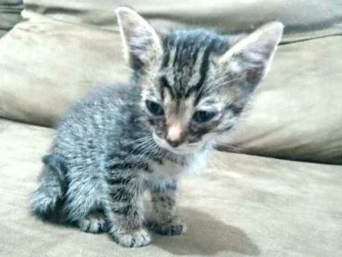 Gato raça  idade Abaixo de 2 meses nome Filhotes Cláudia 