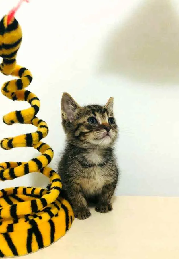 Gato raça  idade Abaixo de 2 meses nome Filhotes Cláudia 