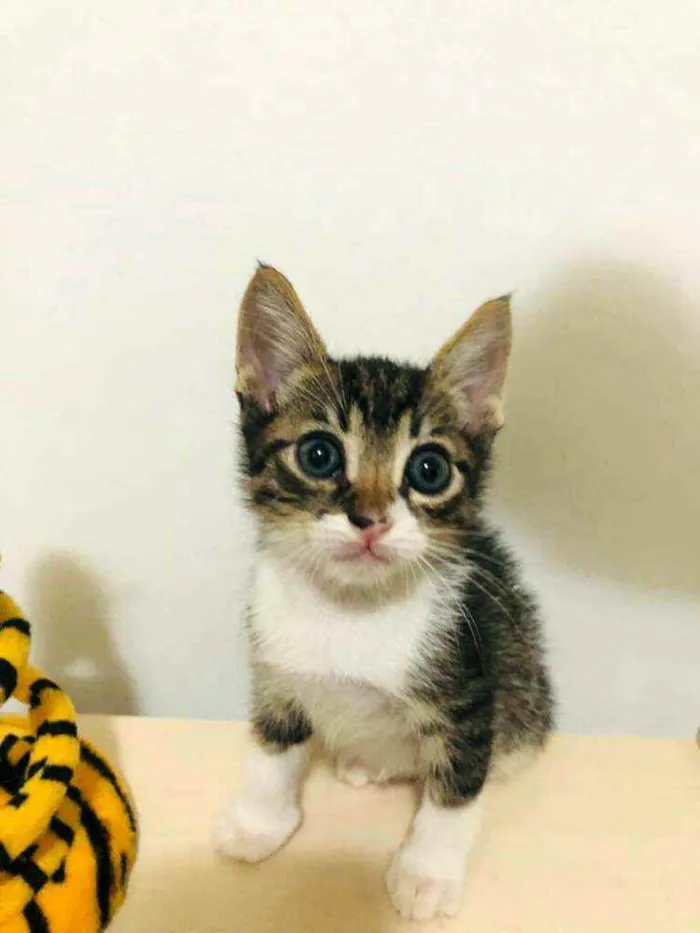 Gato raça  idade Abaixo de 2 meses nome Filhotes Cláudia 