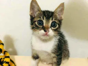 Gato raça  idade Abaixo de 2 meses nome Filhotes Cláudia 