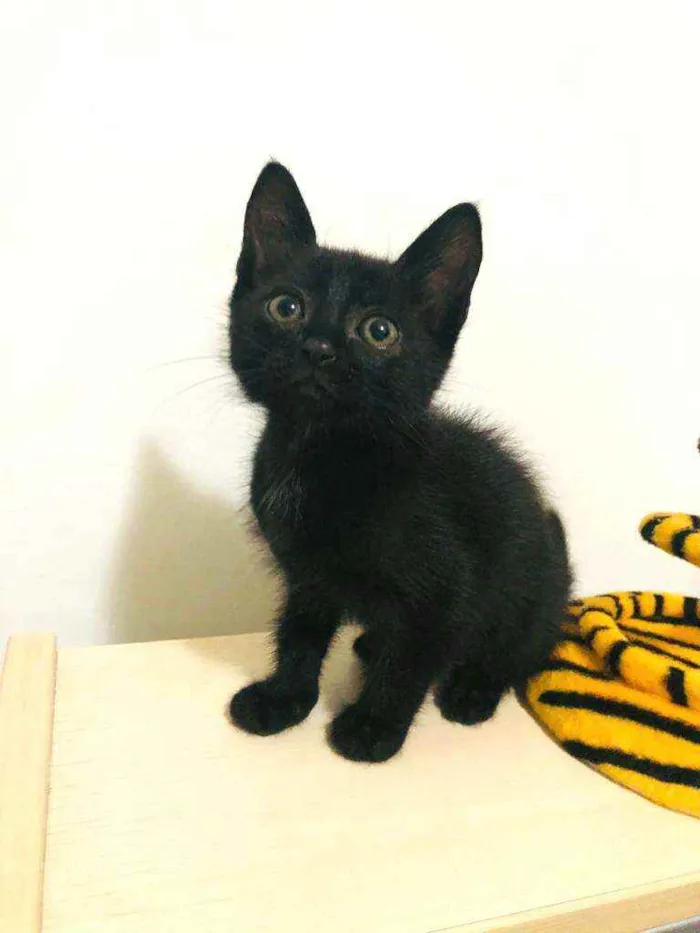 Gato raça  idade Abaixo de 2 meses nome Filhotes Cláudia 