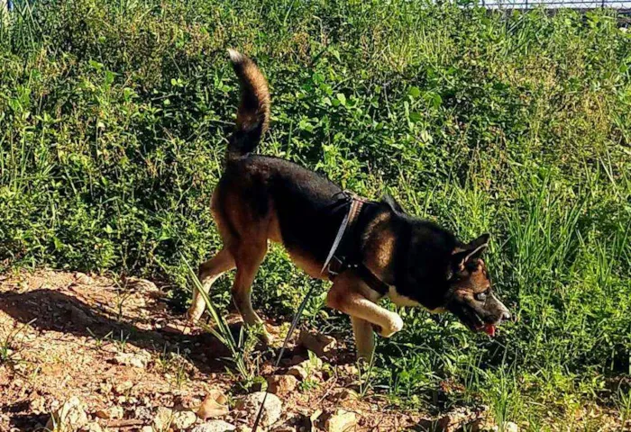 Cachorro raça Chow com pastor idade 7 a 11 meses nome Simba