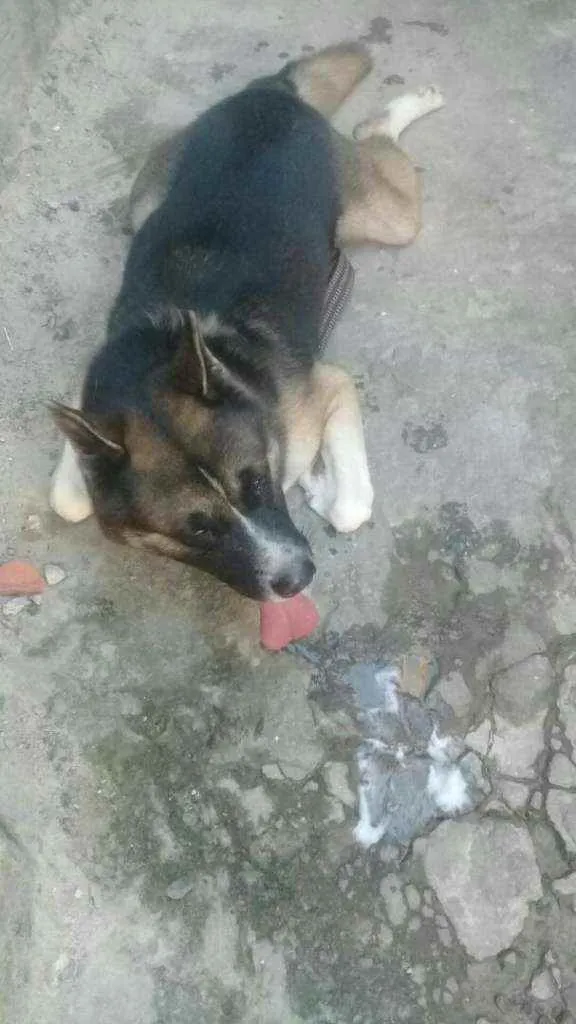 Cachorro raça Chow com pastor idade 7 a 11 meses nome Simba