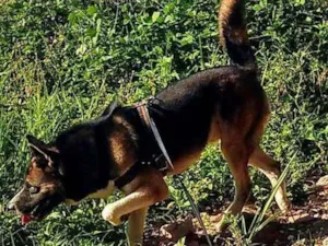 Cachorro raça Chow com pastor idade 7 a 11 meses nome Simba