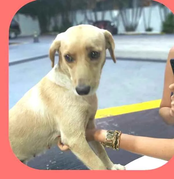 Cachorro raça  idade 1 ano nome Rita 