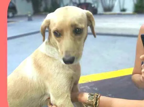 Cachorro raça  idade 1 ano nome Rita 