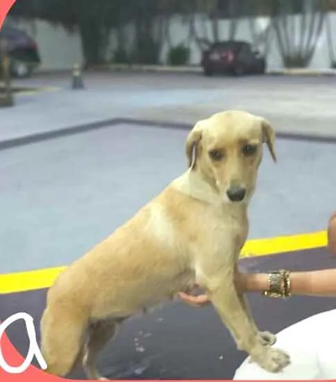 Cachorro raça  idade 1 ano nome Rita 