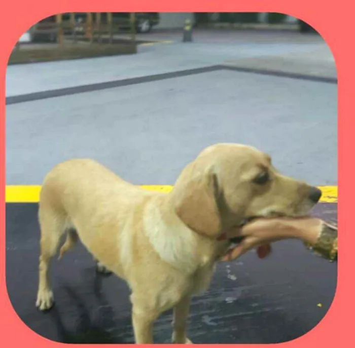 Cachorro raça  idade 1 ano nome Rita 