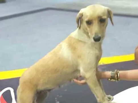 Cachorro raça  idade 1 ano nome Rita 