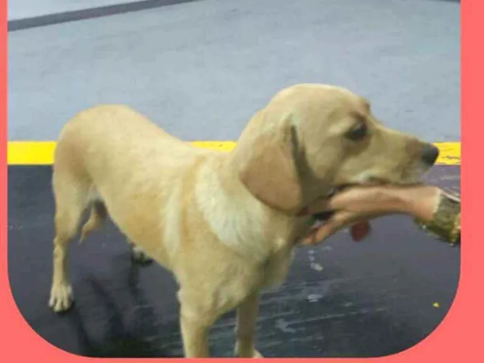 Cachorro raça  idade 1 ano nome Rita 