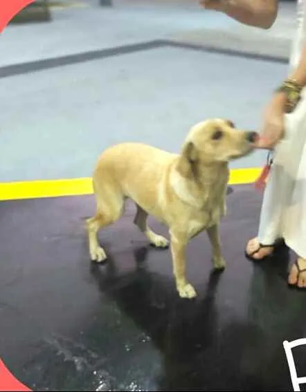 Cachorro raça  idade 1 ano nome Rita 