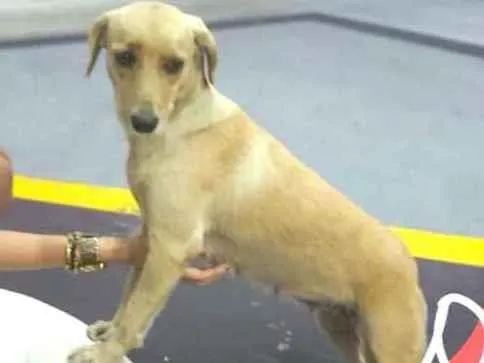 Cachorro raça  idade 1 ano nome Rita 