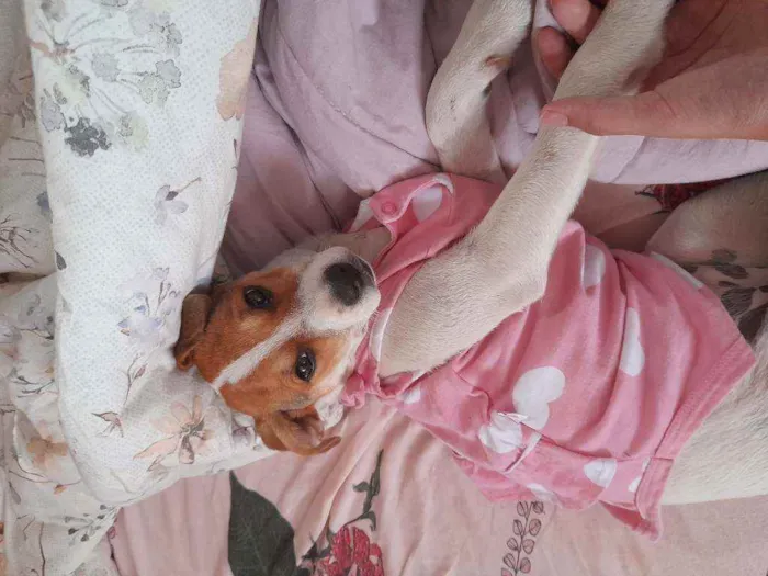 Cachorro ra a Não sei idade 7 a 11 meses nome Alice (apelido Lily)