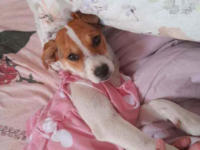 Cachorro ra a Não sei idade 7 a 11 meses nome Alice (apelido Lily)