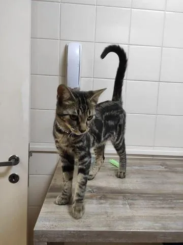 Gato ra a SRD idade 2 a 6 meses nome Lilica e Repilica
