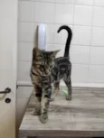 Lilica e Repilica