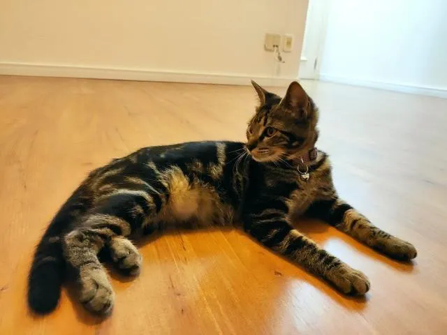 Gato ra a SRD idade 2 a 6 meses nome Lilica e Repilica