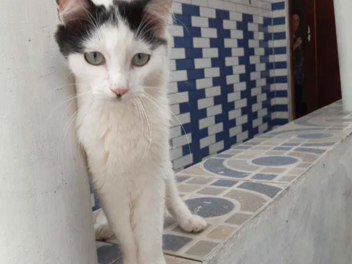 Gato ra a Mestiço idade 2 a 6 meses nome Filhotes