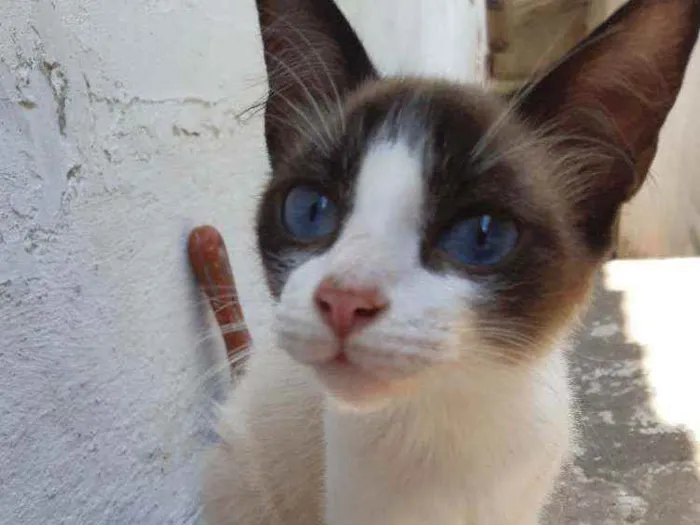 Gato ra a Mestiço idade 2 a 6 meses nome Filhotes