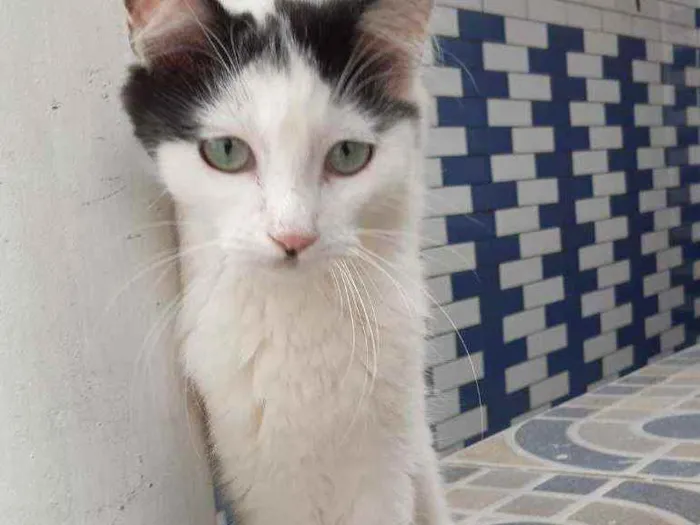 Gato ra a Mestiço idade 2 a 6 meses nome Filhotes