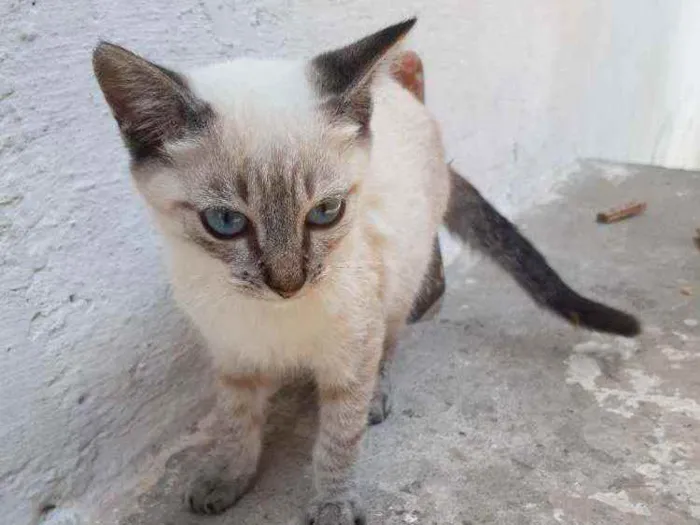 Gato ra a Mestiço idade 2 a 6 meses nome Filhotes