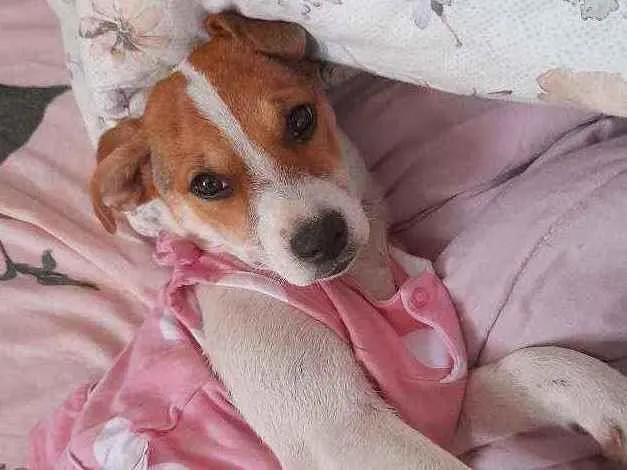 Cachorro ra a Não sei idade 7 a 11 meses nome Alice (apelido Lily)