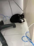 Frajolinha