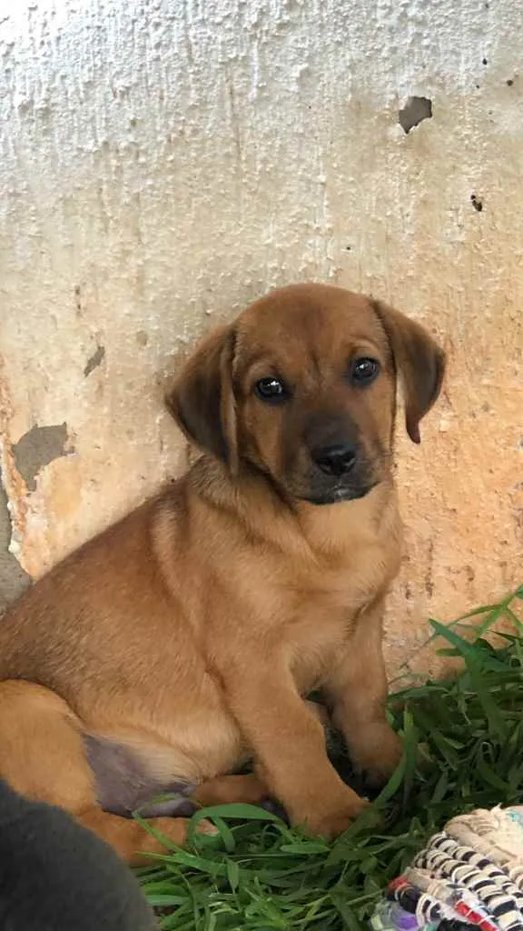 Cachorro ra a Sem raça  idade 2 a 6 meses nome Sem nome 