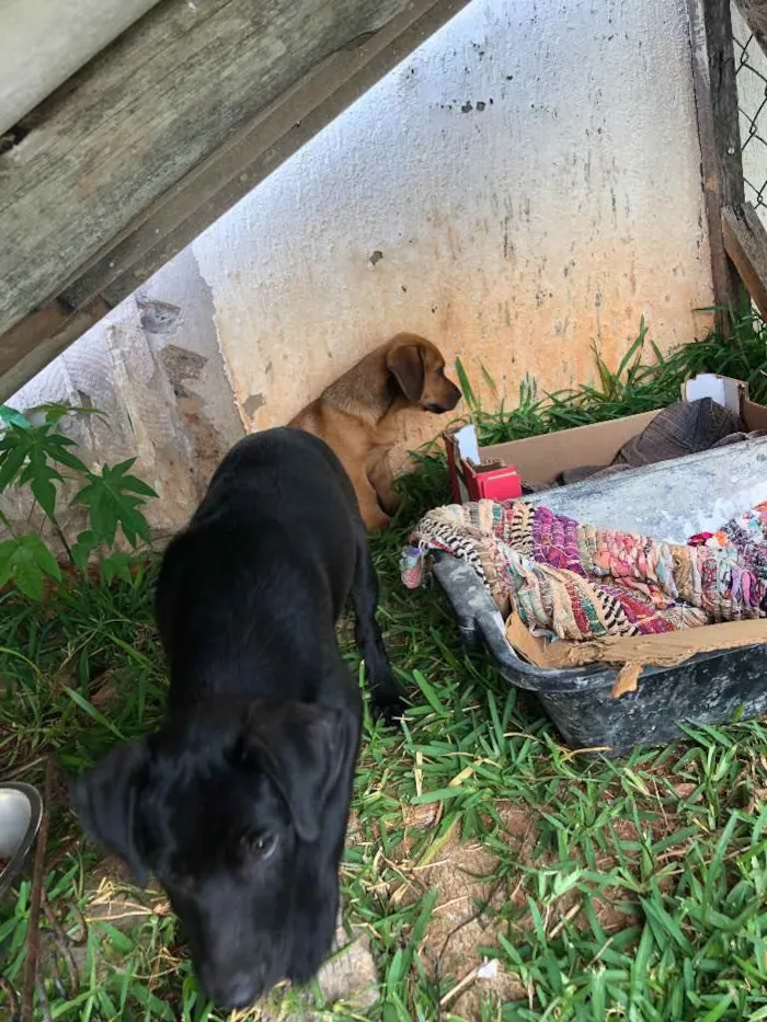 Cachorro ra a Sem raça  idade 2 a 6 meses nome Sem nome 