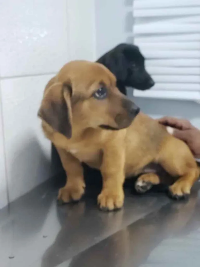 Cachorro ra a Sem raça  idade 2 a 6 meses nome Sem nome 