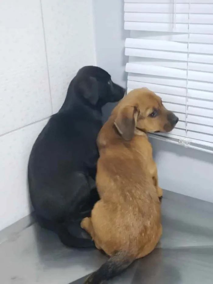 Cachorro ra a Sem raça  idade 2 a 6 meses nome Sem nome 