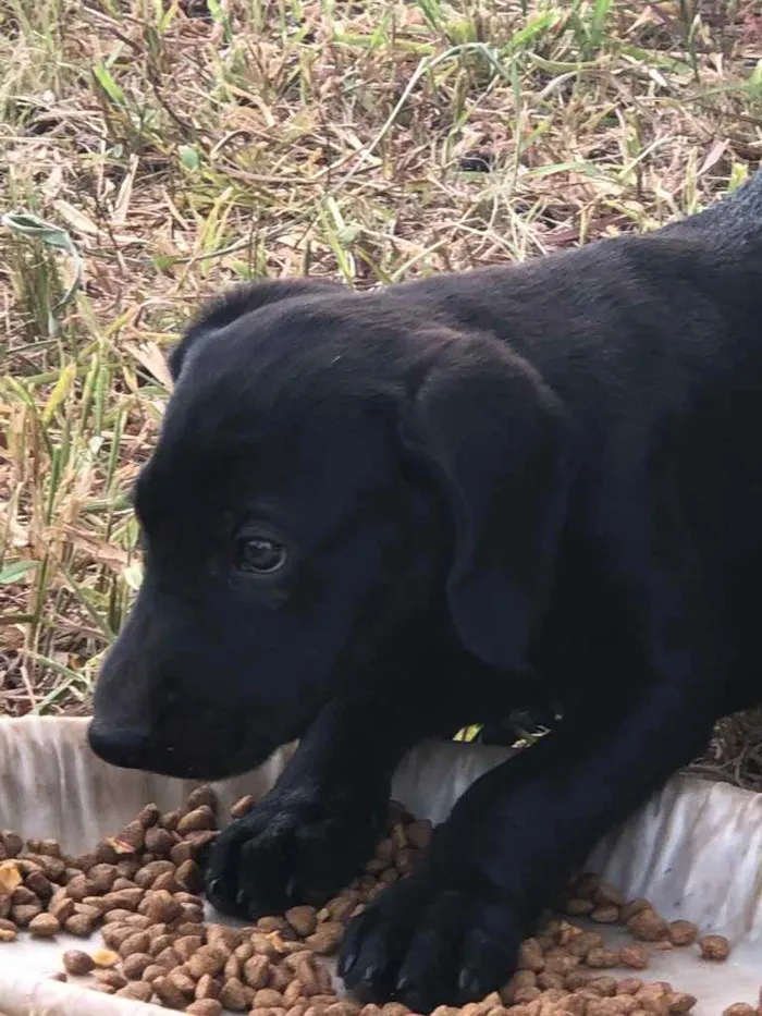 Cachorro ra a Sem raça  idade 2 a 6 meses nome Sem nome 