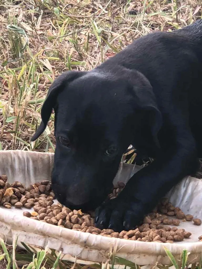 Cachorro ra a Sem raça  idade 2 a 6 meses nome Sem nome 