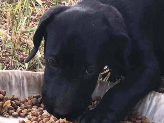 Cachorro ra a Sem raça  idade 2 a 6 meses nome Sem nome 