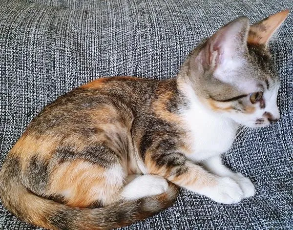 Gato raça SRD-ViraLata idade 2 a 6 meses nome TATI TRICOLOR