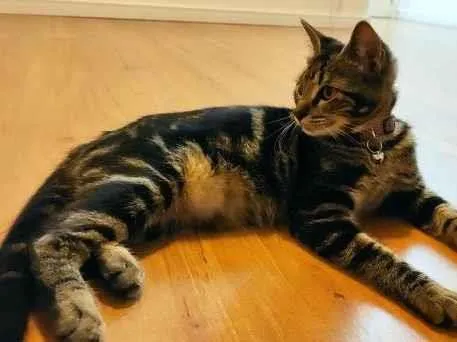 Gato ra a SRD idade 2 a 6 meses nome Lilica e Repilica