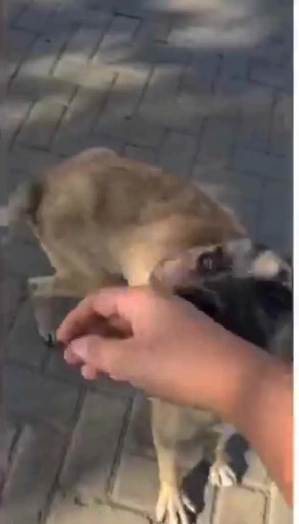 Cachorro ra a Sem raça  idade 2 anos nome Guerreiro