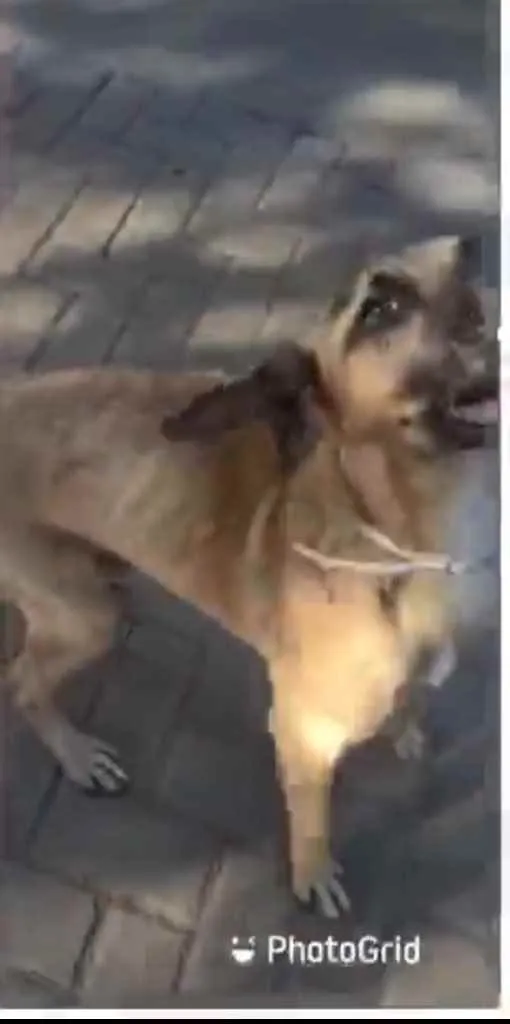 Cachorro ra a Sem raça  idade 2 anos nome Guerreiro