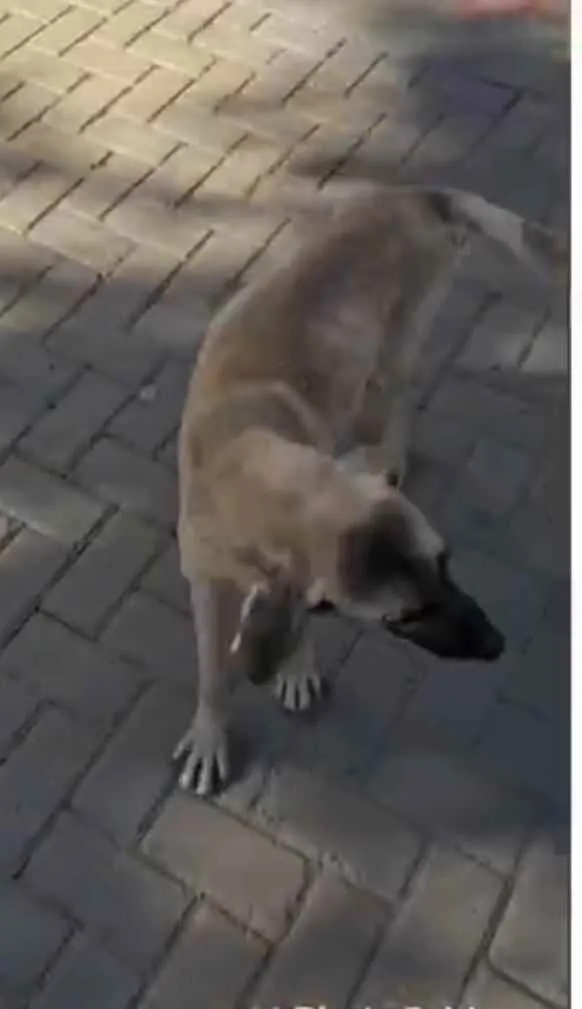 Cachorro ra a Sem raça  idade 2 anos nome Guerreiro