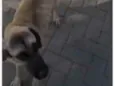 Guerreiro