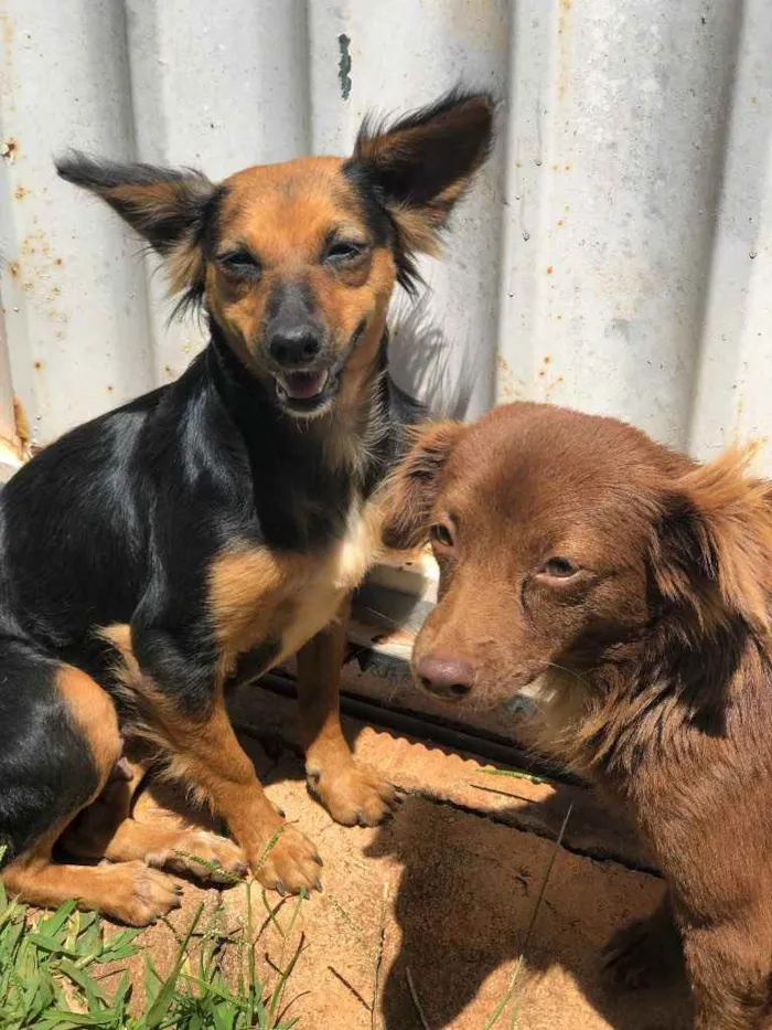 Cachorro ra a Sem raça  idade  nome Sem nome 