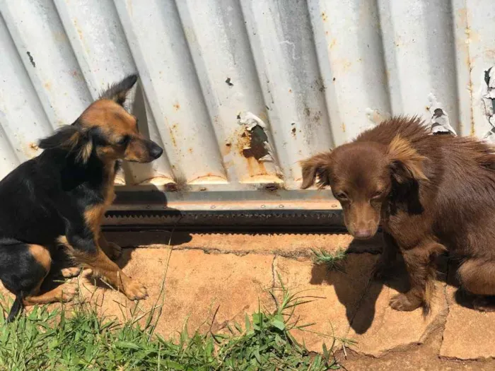Cachorro ra a Sem raça  idade  nome Sem nome 